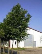 robinia hispida, acacia casque rouge